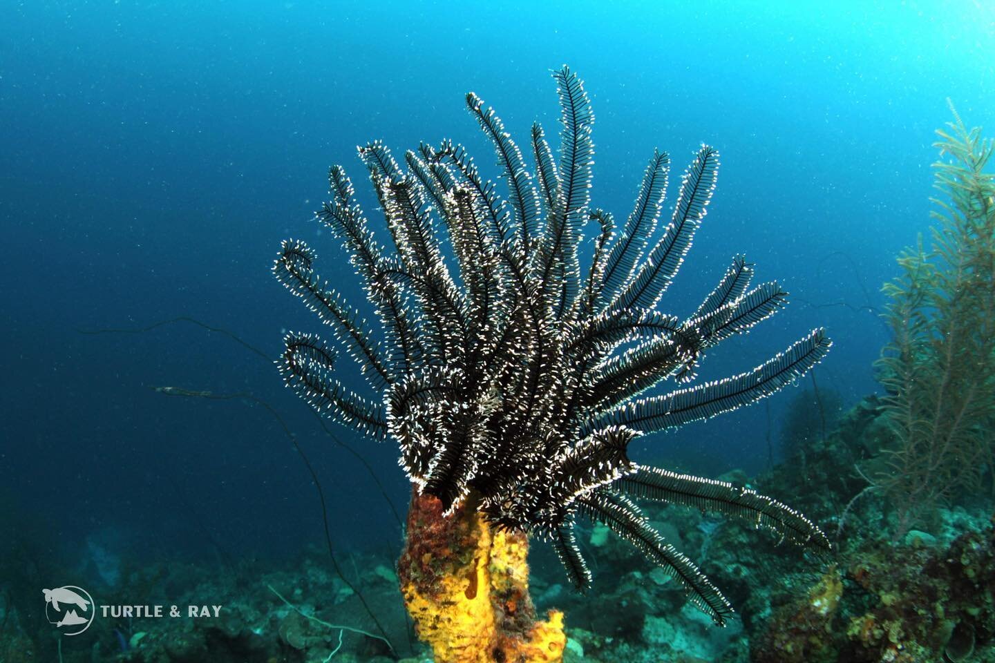 If you think this is a beautiful plant, think again: it&rsquo;s actually an animal!!
Crinoids are a type of marine invertebrate related to starfish ⭐️ They are often called sea lilies or feather stars!
#curacao #PADI #sealife #diving #underwaterpho