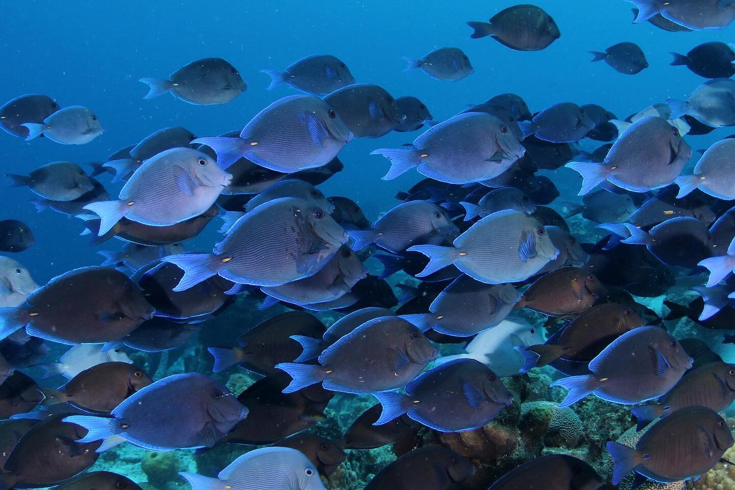 Surgeonfish, or blue tangs, are an essential part of a healthy reef ecosystem 🐟🪸
Big schools like these roam around eating algae which helps the coral grow and thrive 💪
📸: @hannahdives 
#curacao #PADI #sealife #diving #underwaterphotography #s