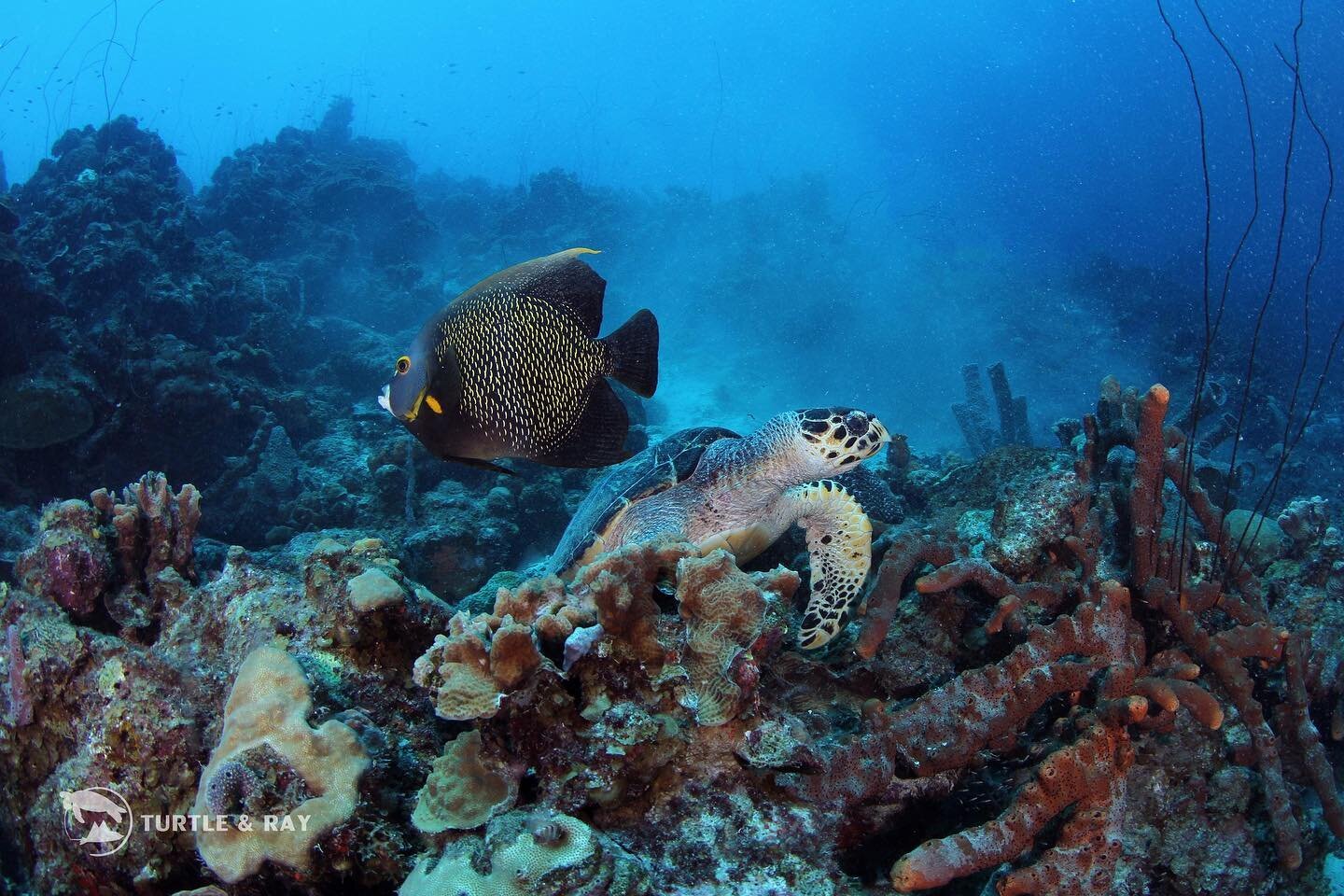 Turtles with friends! 🐢🐠 
📸: @leodlionn, @laylaboulema 
#curacao #PADI #sealife #diving #underwaterphotography #scubadiving #photography #underwaterlife #oceanphotography #coralreef #snorkeling #SSI #marine #adventure #travel #oceanphotography
