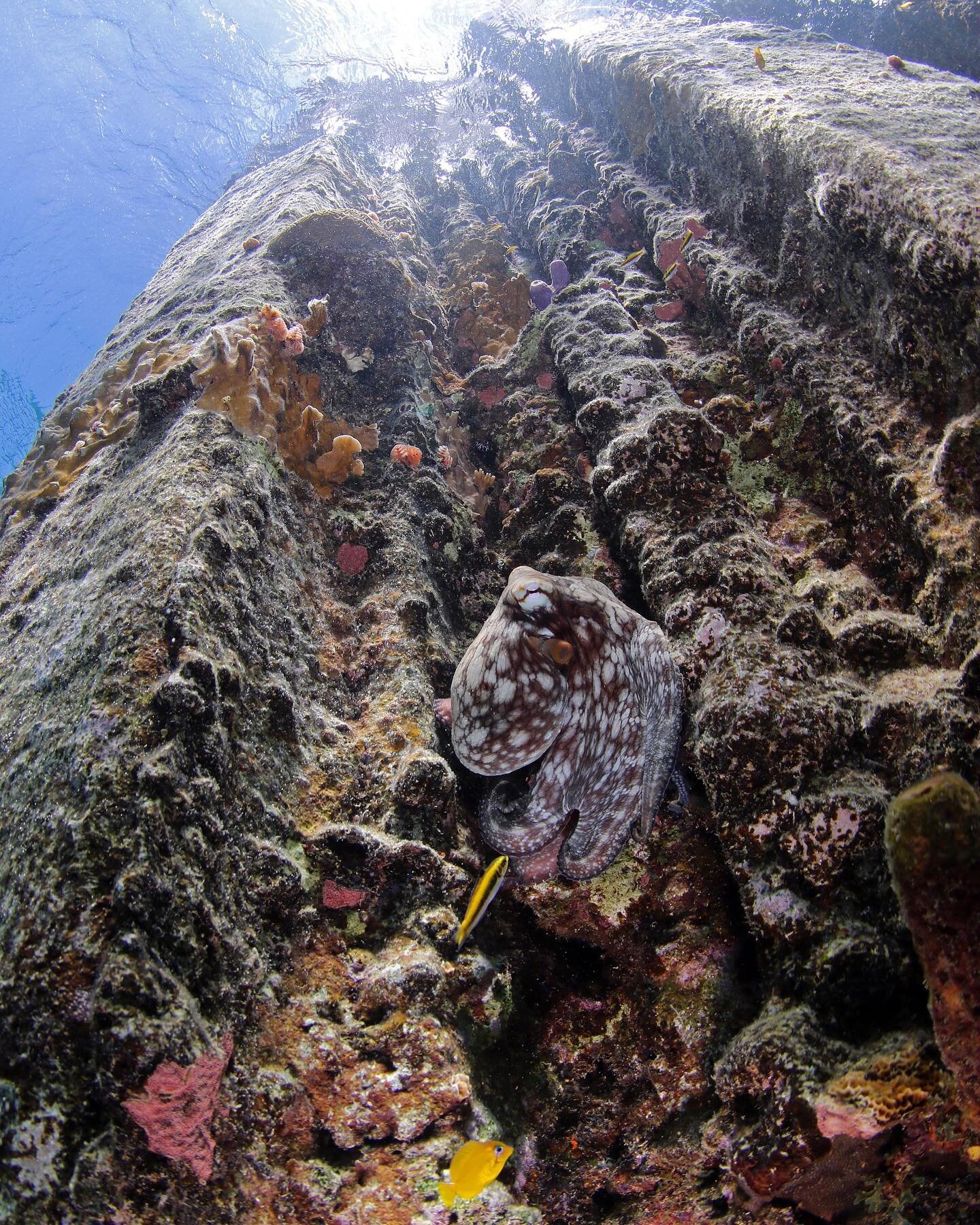 Caribbean Reef Octopuses generally only emerge from hiding at nighttime 🌙 We&rsquo;re glad this one came out in daytime to pose for us! 🐙 
📸: @leodlionn 
#curacao #PADI #sealife #diving #underwaterphotography #scubadiving #photography #underwate
