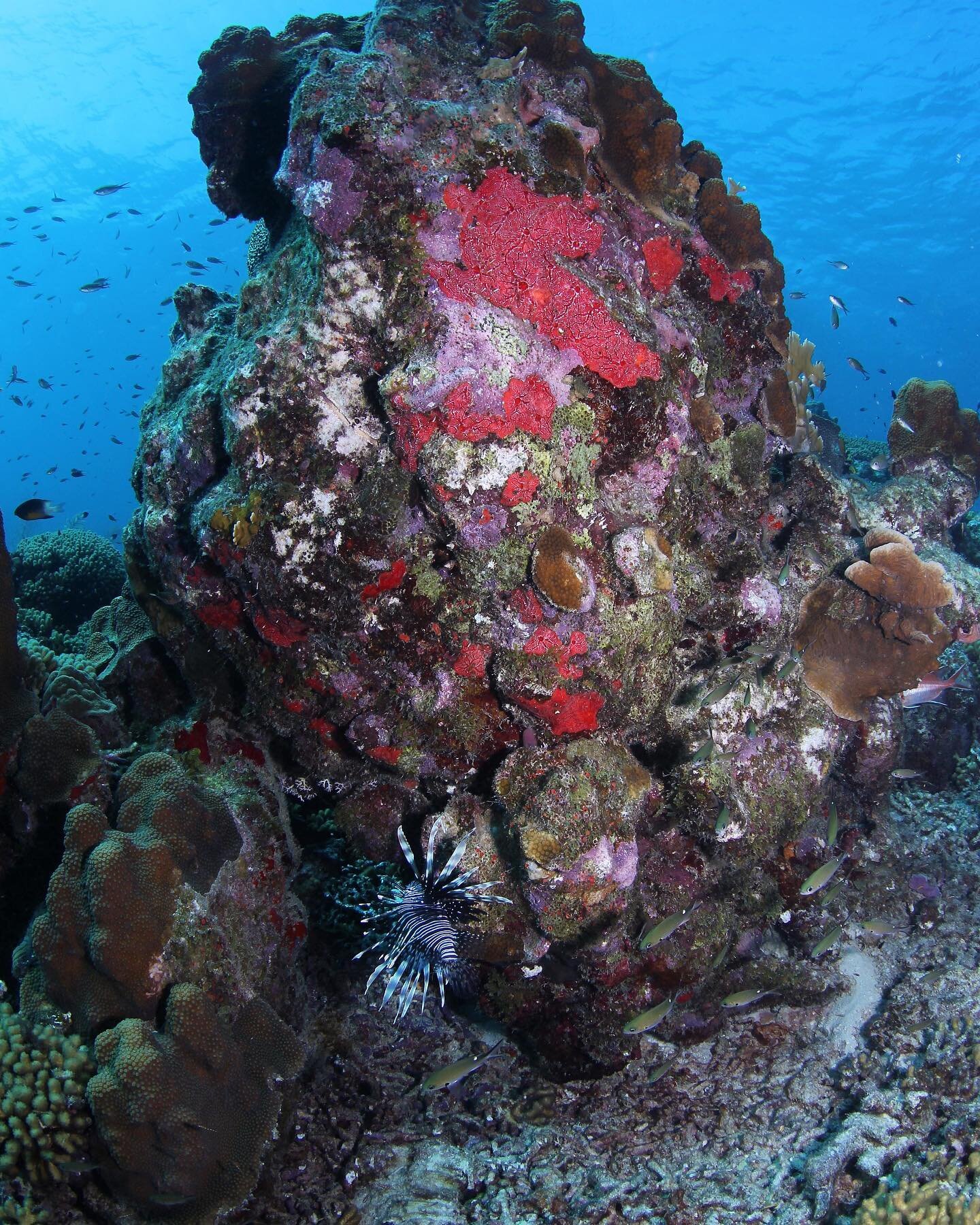 Coral reefs make up less than 1% of the ocean, but are home to 25% of it&rsquo;s marine species! 🪸 
Let&rsquo;s take a moment to appreciate them ❤️👏
📸: @taschborg 
#curacao #PADI #sealife #diving #underwaterphotography #scubadiving #photography