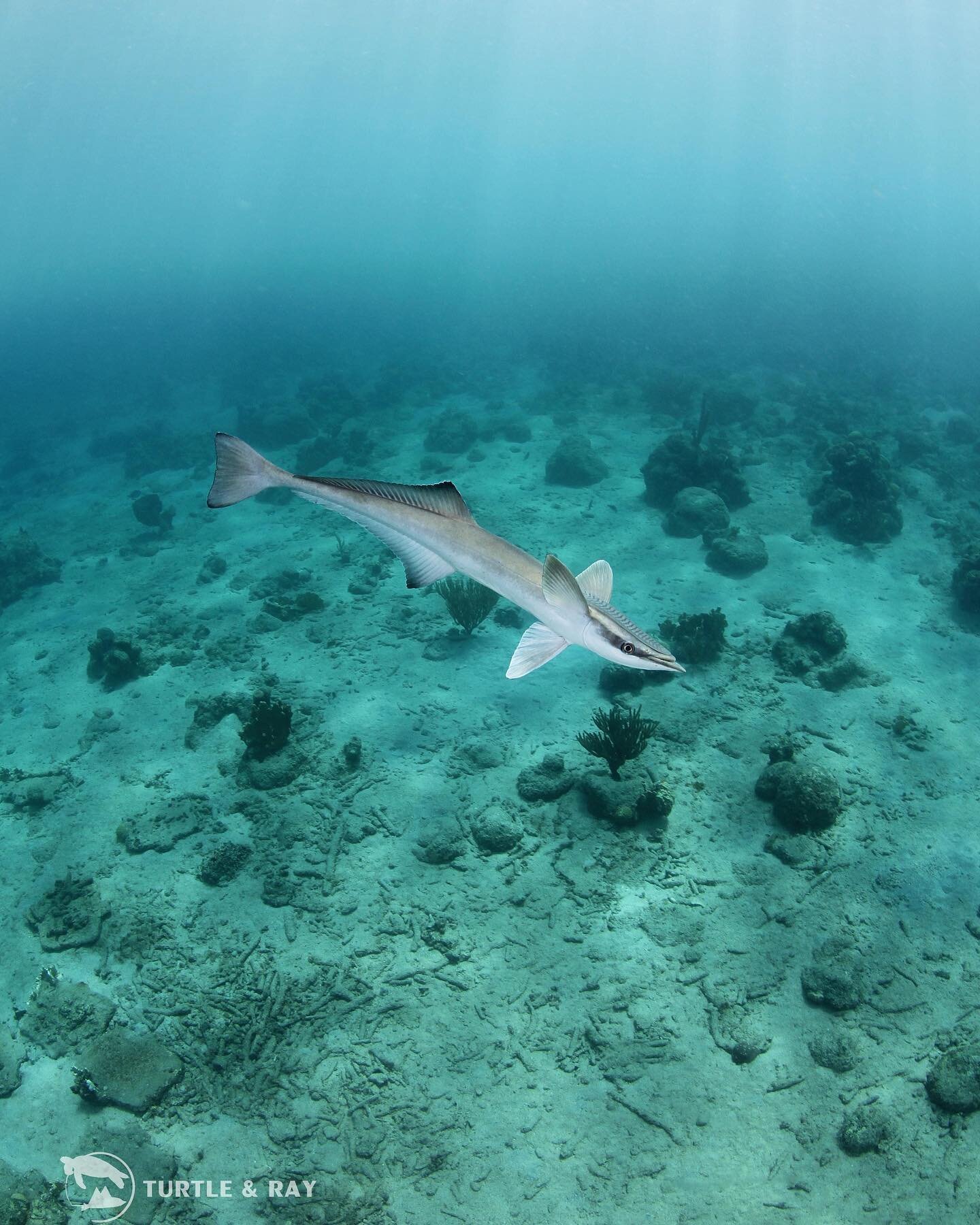 Throwback to the friendly remora that joined out dive at @tugboatbeachcuracao !
Remoras spend most of their lives clinging to a host such as a whale or shark 🦈 this one clearly decided to go on a little adventure 🧳
📸: Arne
#curacao #PADI #seali