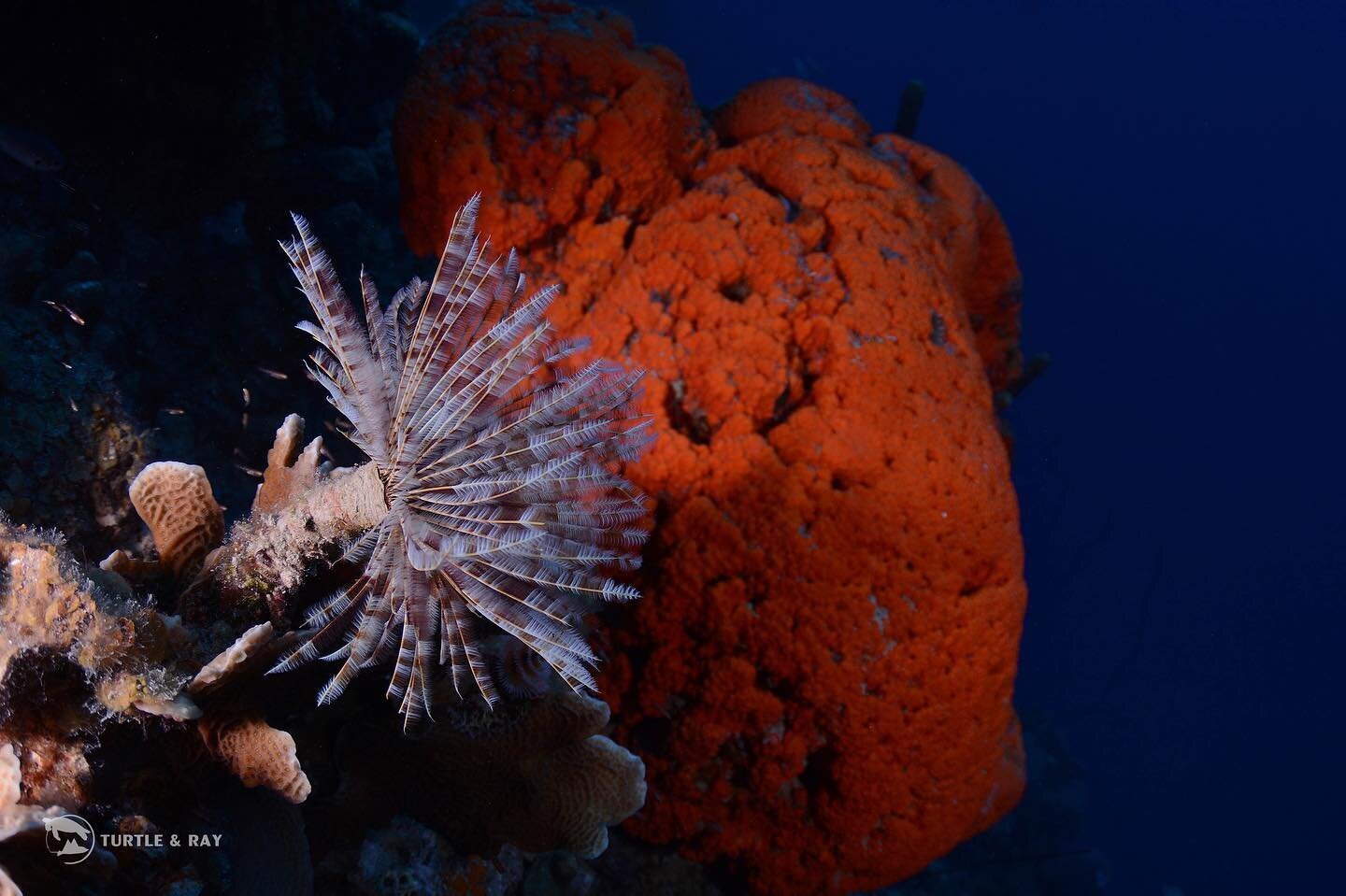 Feather duster worms are a fascinating marine animal 🪸Despite not having a face or eyes, they can detect changes in light, alerting them to hide when a predator might be near! 🪶 
#curacao #PADI #sealife #diving #underwaterphotography #scubadiving 