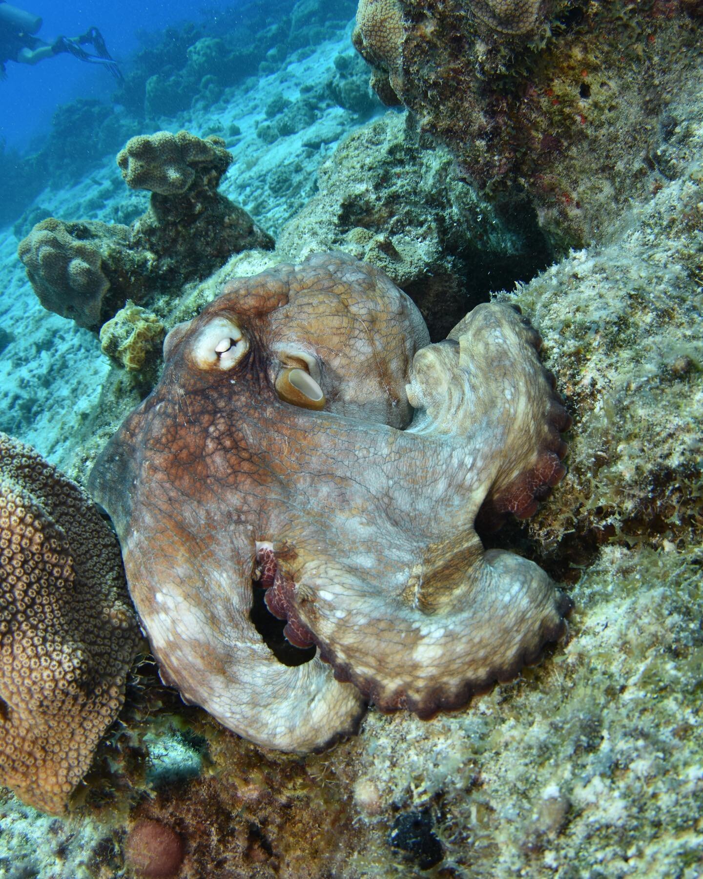 Some good news to start the day!
Caribbean Reef Octopuses are considered a species of least concern by the IUCN 🐙 That means they are plentiful in the warm waters of South Florida, the Caribbean Islands, and northern South America 🪸 
📸: @clariss