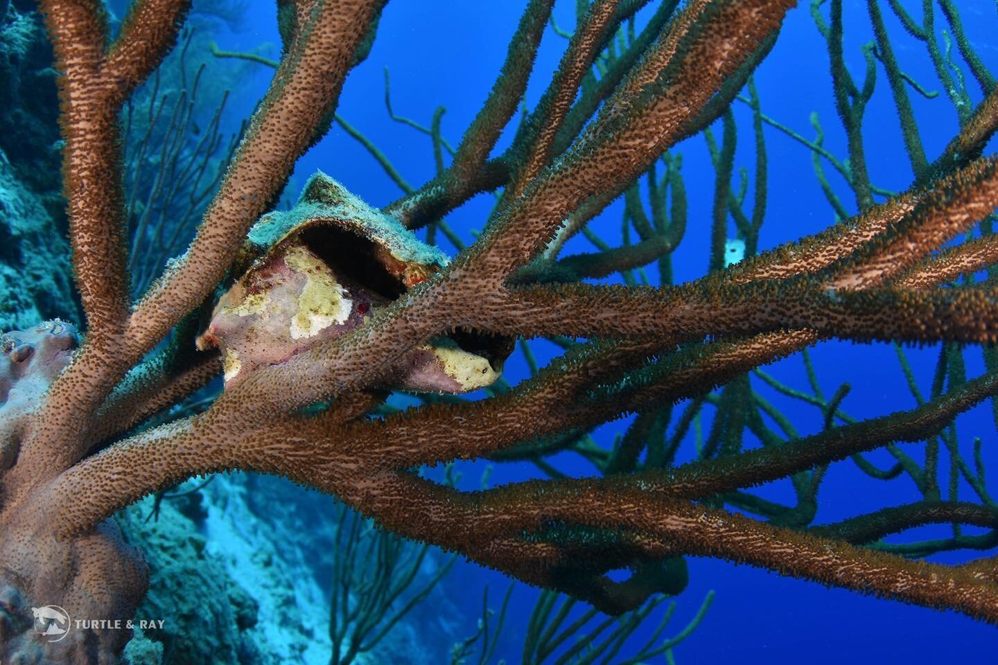 The Queen Conch, or Kark&oacute; as it&rsquo;s known on Cura&ccedil;ao, is eaten as a traditional delicacy 🍲 
The shellfish can be stewed, fried or grilled and is quite delicious 😋 
Unfortunately, the population of this species is in decline all 